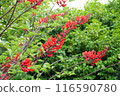珊瑚開花1 116590780