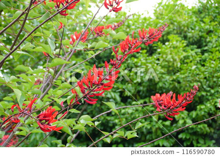 Coral flowering 1 116590780