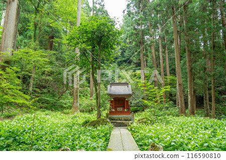 Higashiomi City, Shiga Prefecture: Bentendo Hall in the grounds of Baekje Temple, amidst the fresh greenery, and the half-dressed white leaves in full bloom 116590810
