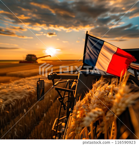 the combine harvester harvests wheat in the field the combine harvester harvests wheat in the field 116590923