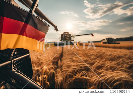 the combine harvester harvests wheat in the field the combine harvester harvests wheat in the field 116590924