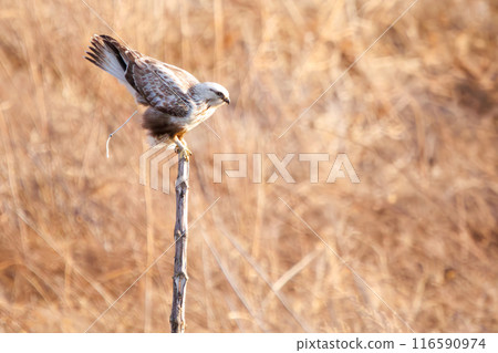 A beautiful excrementing Ruffian Hawk (Accipitridae) on the Tone River riverbed, Gunma Prefecture, Japan. 116590974