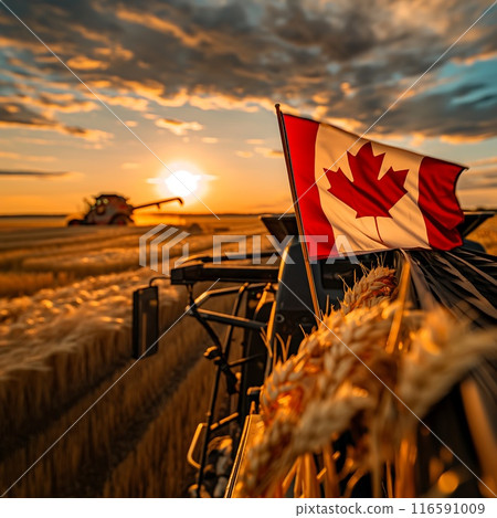 the combine harvester harvests wheat in the field with flag of Canada the combine harvester harvests wheat in the field with flag of Canada 116591009
