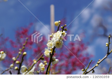 White plum shining in the blue sky White plum shining in the blue sky 116591059