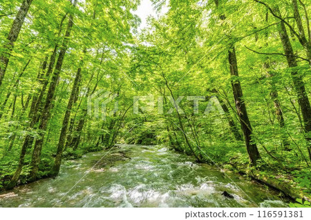 夏季奧入瀨溪流 奧入瀨川水流 青森縣十和田市 116591381