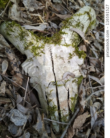 A vertical shot of the skull bone, the head of a goat with horns, with moss of the cuckoo flax species overgrown on it, lies in the forest among the fallen last year's dry leaves of oak and willow A vertical shot of the skull bone, the head of a goat with horns, with moss of the cuckoo flax species overgrown on it, lies in the forest among the fallen last year's dry leaves of oak and willow 116591527