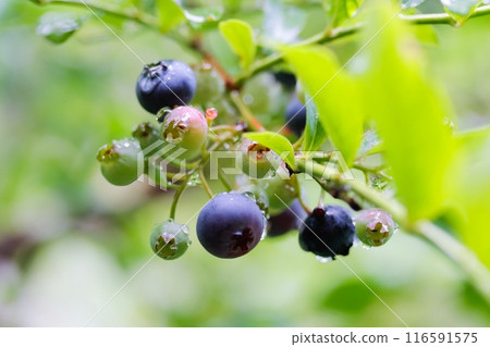 藍莓 116591575