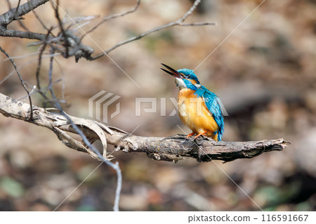 一隻可愛的翠鳥（翠鳥科）正在整理翅膀。  位於日本東京文京區小石川植物園。 116591667