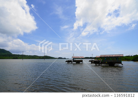 布島渡海的水牛車 7月 由布島 09 沖繩八重山群島 水牛車 116591812