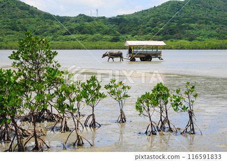 Water buffalo carts and mangroves on Yubu Island July 18th, 2018 Water buffalo carts and mangroves on Yubu Island, Yaeyama Islands, Okinawa 116591833