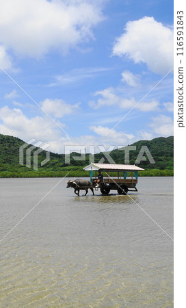 由布島渡海的水牛車7月由布島21水牛車V9.16/沖繩八重山群島 由布島渡海的水牛車7月由布島21水牛車V9.16/沖繩八重山群島 116591843