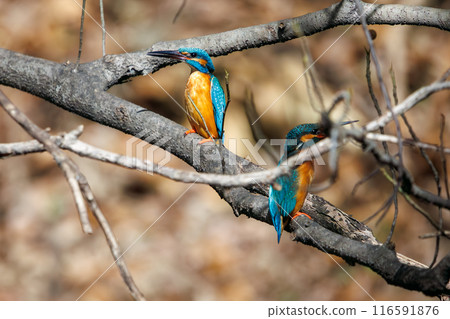 一對可愛的翠鳥(Alcedae)相聚在一起繁殖。 一個跳了出來。日本東京都文京區 一對可愛的翠鳥(Alcedae)相聚在一起繁殖。 一個跳了出來。日本東京都文京區 116591876