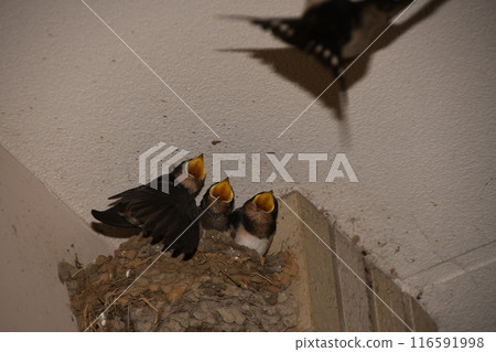 Swallow chicks in Kamakura 116591998