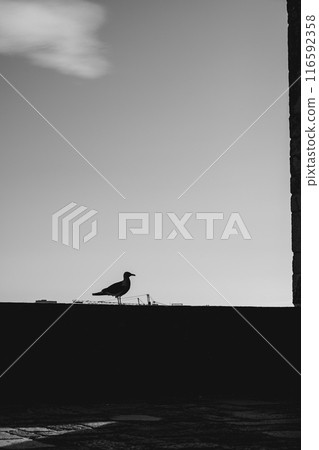 A black and white photo featuring a bird perched on a wall outdoors A black and white photo featuring a bird perched on a wall outdoors 116592358
