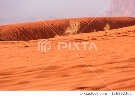 Dry plants, orange desert sand, Wadi Rum, Jordan Dry plants, orange desert sand, Wadi Rum, Jordan 116592363