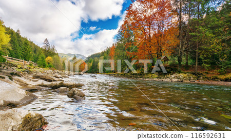 tereblya river flowing through synevyr national park in autumn. mountainous countryside landscape of ukraine. trees in colorful foliage tereblya river flowing through synevyr national park in autumn. mountainous countryside landscape of ukraine. trees in colorful foliage 116592631