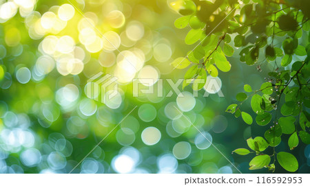 Abstract colorful bokeh background with tree branch. Blurred bokeh background of fresh foliage of tree leaves Abstract colorful bokeh background with tree branch. Blurred bokeh background of fresh foliage of tree leaves 116592953