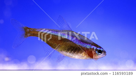 Aquarium fish neon, close-up Aquarium fish neon, close-up 116593189