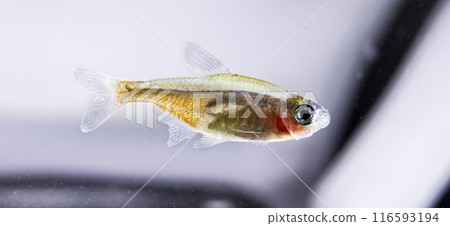 Aquarium fish neon, close-up Aquarium fish neon, close-up 116593194