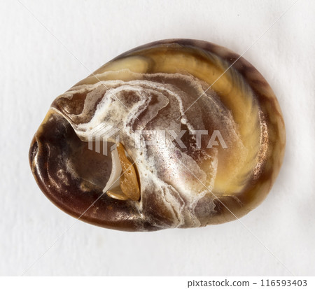 colored sea shells isolated on a white background colored sea shells isolated on a white background 116593403