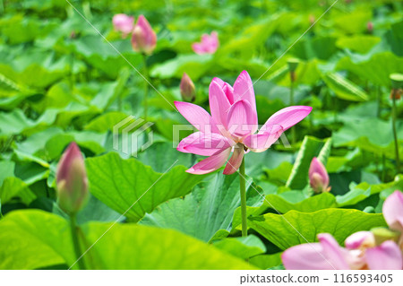 Pink lotus flowers blooming in a lotus field (Summer, July) 116593405