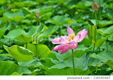 Pink lotus flowers blooming in a lotus field (Summer, July) Pink lotus flowers blooming in a lotus field (Summer, July) 116593407