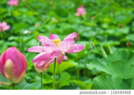 Pink lotus flowers blooming in a lotus field (Summer, July) Pink lotus flowers blooming in a lotus field (Summer, July) 116593408