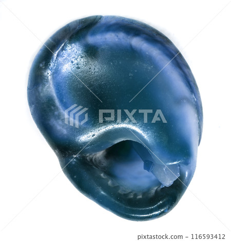 colored sea shells isolated on a white background 116593412