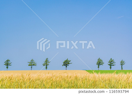 [Hokkaido] Summer Fairy Tale Hill 116593794