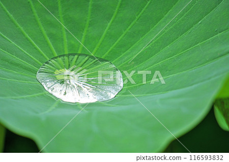 大荷葉上收集的雨水(夏季,七月) 大荷葉上收集的雨水(夏季,七月) 116593832