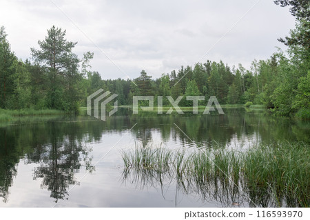 calm forest swampy lake in cloudy weather calm forest swampy lake in cloudy weather 116593970