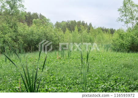 Green fen with sedge and bogbeans in the forest Green fen with sedge and bogbeans in the forest 116593972