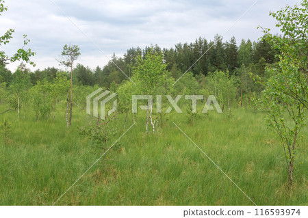 grassy fen landscape with small crooked trees grassy fen landscape with small crooked trees 116593974