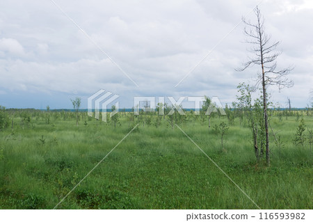 wild vast grassy fen landscape with small crooked trees 116593982
