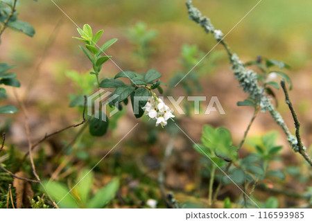 blurred natural background with small white swamp lingonberry flowers blurred natural background with small white swamp lingonberry flowers 116593985