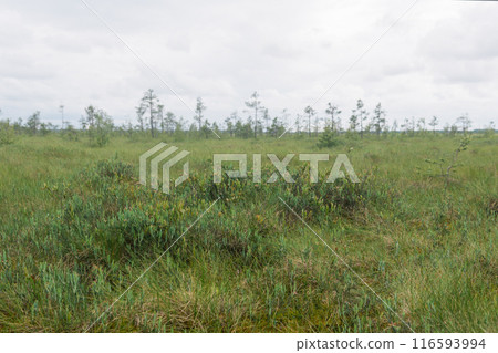 grassy fen landscape with blurred foggy background 116593994