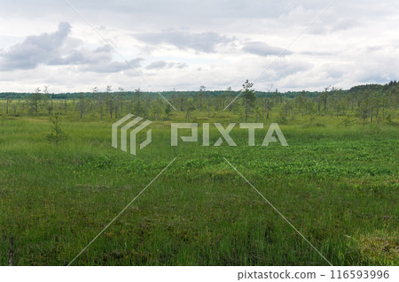 wild grassy fen landscape in cloudy day 116593996