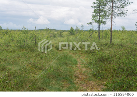 barely noticeable path through the swampy fen barely noticeable path through the swampy fen 116594000