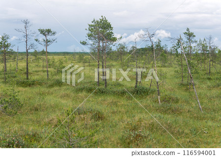 wild grassy fen landscape in cloudy day wild grassy fen landscape in cloudy day 116594001