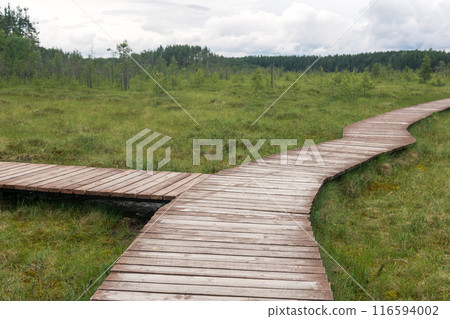 wooden walkways on the tourist route through the swamp, educational nature trail in the protected fen landscape wooden walkways on the tourist route through the swamp, educational nature trail in the protected fen landscape 116594002