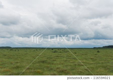 wild large grassy fen landscape in cloudy day 116594021