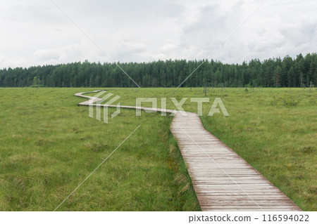 wooden walkways on the tourist route through the swamp, educational nature trail in the protected fen landscape wooden walkways on the tourist route through the swamp, educational nature trail in the protected fen landscape 116594022