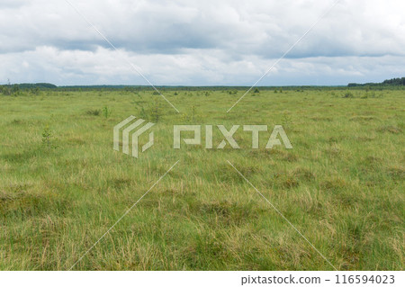 wild large grassy fen landscape in cloudy day wild large grassy fen landscape in cloudy day 116594023
