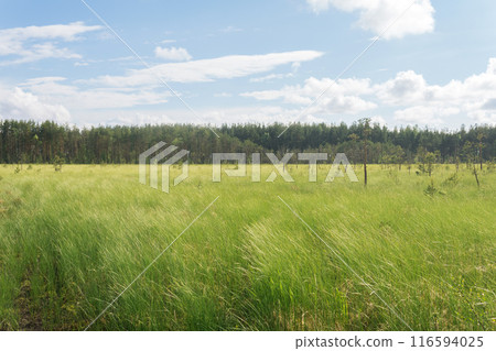wild grassy fen landscape in sunny day 116594025