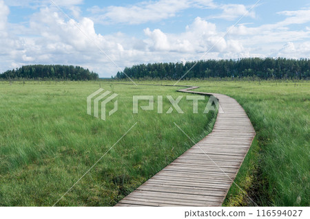 wooden walkways on the tourist route through the swamp, educational nature trail in the protected fen landscape wooden walkways on the tourist route through the swamp, educational nature trail in the protected fen landscape 116594027
