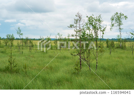 grassy fen landscape with small crooked birch trees grassy fen landscape with small crooked birch trees 116594041