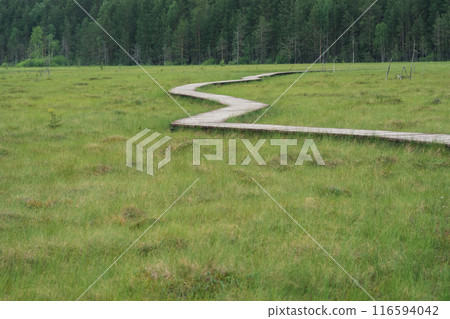 wooden walkways on the tourist route through the swamp, educational nature trail in the protected fen landscape wooden walkways on the tourist route through the swamp, educational nature trail in the protected fen landscape 116594042