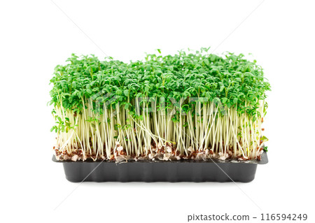 Micro greens 116594249