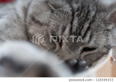 睡貓Sabatra貓 116594353