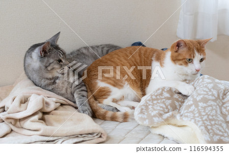 Two cats relaxing together 116594355